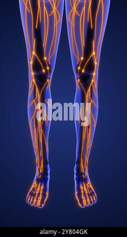 Anatomia 3d del sistema linfatico umano Foto Stock