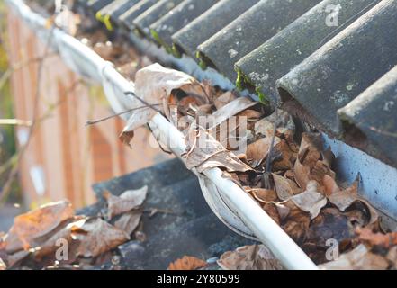 Grondaie intasate con foglie autunnali. Tetto della casa dell'amianto con gocciolatoio pieno di foglie cadute. Foto Stock