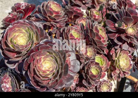 Rosso scuro e verde il principe nero succulento cresce in un gruppo stretto Foto Stock