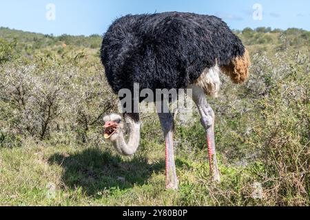 Struzzo sudafricano, Struthio camelus australis, o struzzo dal collo nero, o struzzo del Capo o struzzo meridionale nel Parco nazionale degli Elefanti di Addo, Sud Foto Stock