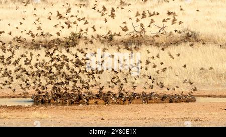 Stormo di uccelli che volano e bevono acqua in una pozza d'acqua nel Kgalagadi Transborder Park, Sudafrica Foto Stock