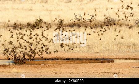 Stormo di uccelli che volano e bevono acqua in una pozza d'acqua nel Kgalagadi Transborder Park, Sudafrica Foto Stock