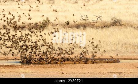 Stormo di uccelli che volano e bevono acqua in una pozza d'acqua nel Kgalagadi Transborder Park, Sudafrica Foto Stock