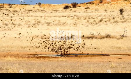 Stormo di uccelli che volano e bevono acqua in una pozza d'acqua nel Kgalagadi Transborder Park, Sudafrica Foto Stock