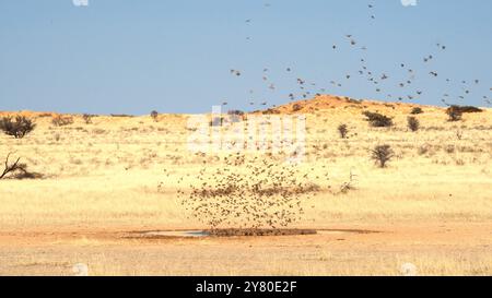 Stormo di uccelli che volano e bevono acqua in una pozza d'acqua nel Kgalagadi Transborder Park, Sudafrica Foto Stock