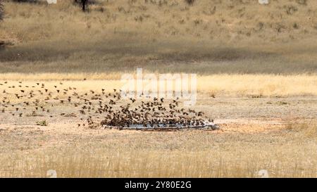 Stormo di uccelli che volano e bevono acqua in una pozza d'acqua nel Kgalagadi Transborder Park, Sudafrica Foto Stock