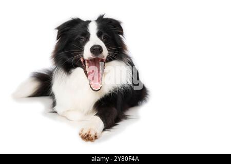 Giovane cane da collie di confine steso su sfondo bianco e sbadiglia Foto Stock
