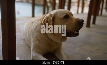 Labrador che riposa all'aperto sotto una struttura in legno vicino all'acqua in una giornata di sole con espressione serena Foto Stock