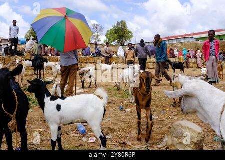 Etiopia: Scena della vita quotidiana ad Harar (Harar-Gey o semplicemente Gey), una città fortificata nell'Etiopia orientale. Harar Jugol, la vecchia città fortificata, era elencata Foto Stock