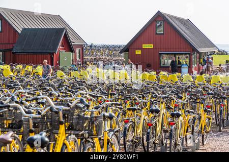 Noleggio bici sull'isola di Ven nel Öresund. L'isola è una popolare destinazione turistica. I visitatori prendono il traghetto da Landskrona e viaggiano in bici gialle verso le attrazioni della piccola isola. Oltre mille biciclette a noleggio sono disponibili sull'isola di Ven. Landsvägen, Sankt IBB, Skåne län, Svezia Foto Stock
