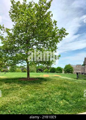 Architettura Marvel e vegetazione lussureggiante che circondano la Cattedrale Nazionale di Washington Foto Stock