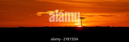 Vista panoramica degli avvoltoi che si stendono su un albero di acacia al tramonto nel Masai Mara, Kenya. Foto Stock