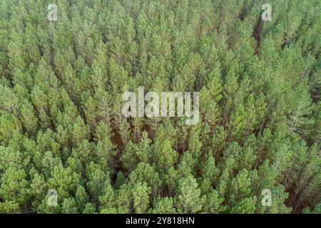 vista aerea delle cime degli alberi di una pineta, vista da un drone Foto Stock