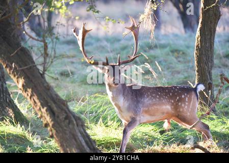 Vogelenzang, Paesi Bassi. 29 settembre 2024. I cervi incolti intorno alla stagione di taglio in autunno. Foto di alta qualità Foto Stock