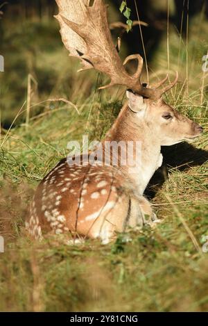 Vogelenzang, Paesi Bassi. 29 settembre 2024. I cervi incolti intorno alla stagione di taglio in autunno. Foto di alta qualità Foto Stock