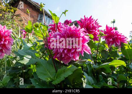 Pink Dahlia al Great Dixter, East Sussex, Regno Unito Foto Stock