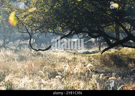 Vogelenzang, Paesi Bassi. 29 settembre 2024. Paesaggio autunnale al mattino presto. Foto di alta qualità Foto Stock