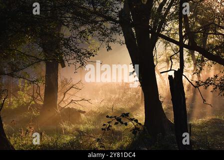 Vogelenzang, Paesi Bassi. 29 settembre 2024. Paesaggio autunnale al mattino presto. Foto di alta qualità Foto Stock