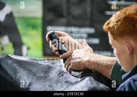 Bath and West Showground, Shepton Mallet, Regno Unito, 2 ottobre 2024. I gestori preparano i loro animali per l'anello dello spettacolo all'annuale Dairy Show. Lo spettacolo sostiene l'agricoltura britannica da 40 anni e accoglie oltre 6.000 visitatori. Lo spettacolo vede le aziende locali, nazionali e globali che cercano di raggiungere un pubblico agricolo chiave. Accreditamento John Rose/Alamy Live News Foto Stock