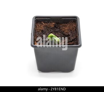 Baby squash pianta germoglio in vaso di plastica pronto per piantare isolato su sfondo bianco Foto Stock