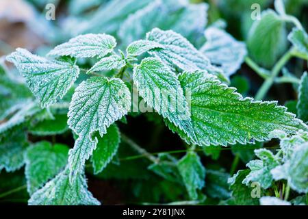 Primo piano di una pianta di ortica ricoperta di gelo. Foto Stock