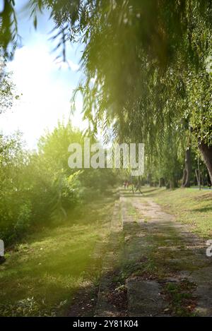 Sentiero „sotto gli alberi di salice in un parco illuminato dal sole Foto Stock