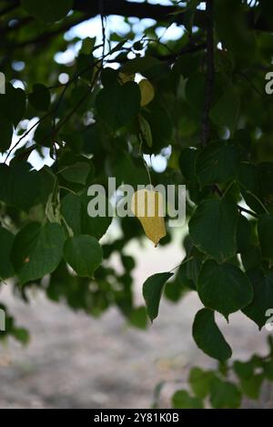 Primo piano di foglie verdi e gialle su un ramo d'albero Foto Stock