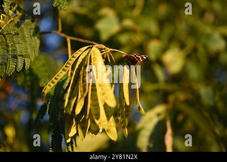 Luce del sole dorata che illumina foglie verdi e gialle su un ramo d'albero a fine estate. Foto Stock