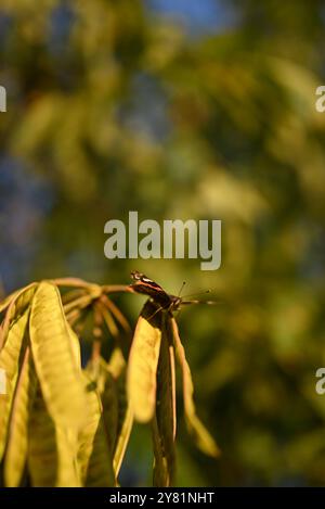 Luce del sole dorata che illumina foglie verdi e gialle su un ramo d'albero a fine estate. Foto Stock