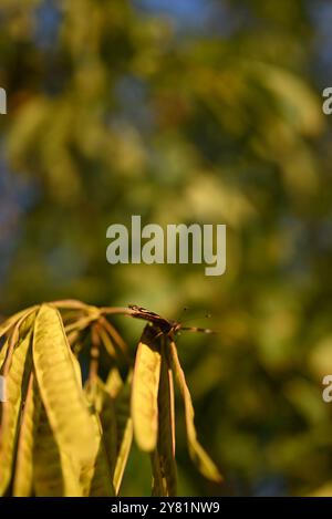 Luce del sole dorata che illumina foglie verdi e gialle su un ramo d'albero a fine estate. Foto Stock