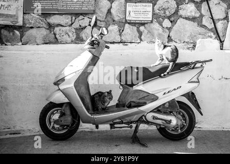 Gatto senzatetto selvaggio che riposa all'ombra su un ciclomotore parcheggiato sulla banchina di Skala Port, Agistri Foto Stock