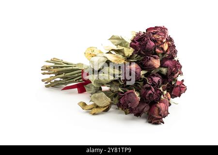 Le rose rosse sbiadite sono isolate su sfondo bianco Foto Stock