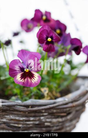 Pantofole invernali in un cesto sospeso. Foto Stock