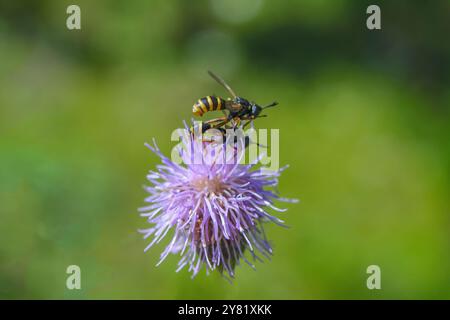 Il beewolf europeo (Philanthus triangulum). Maschio e femmina durante la stagione riproduttiva. Foto Stock