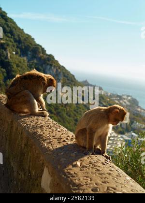 Due scimmie sedute su un muro di pietra con uno sfondo costiero panoramico in una giornata di sole. Foto Stock