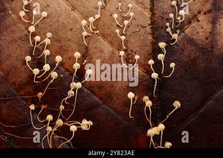 Primo piano funghi o funghi nella foresta pluviale tropicale per lo sfondo naturale. Foto Stock