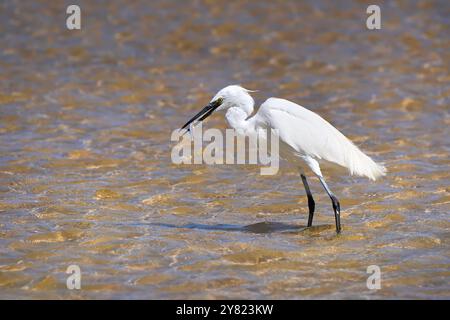 Piccola Egret (Egretta garzetta) con pesce pescato nel becco, in acque poco profonde Foto Stock