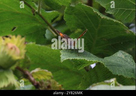 Brown Hairstreak Butterfly femmina - Thecla betulae Foto Stock