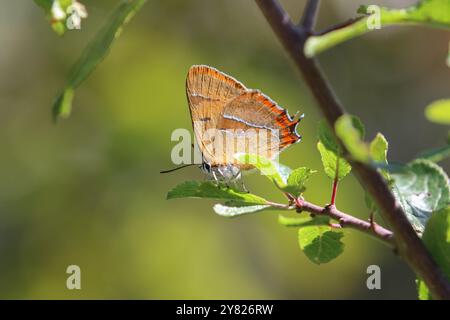 Brown Hairstreak Butterfly femmina - Thecla betulae Foto Stock