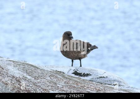 Brown Skua - Stercorarius antarcticus sull'isola di Petermann, Penisola Antartica Foto Stock