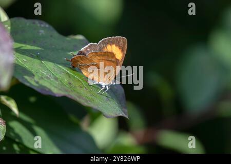 Brown Hairstreak Butterfly femmina - Thecla betulae Foto Stock