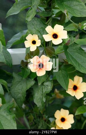 Fiori di Thunbergia alata Foto Stock