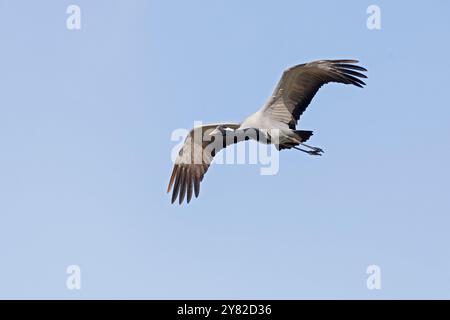 Gru demoiselle adulta (Grus virus) in volo. Foto Stock