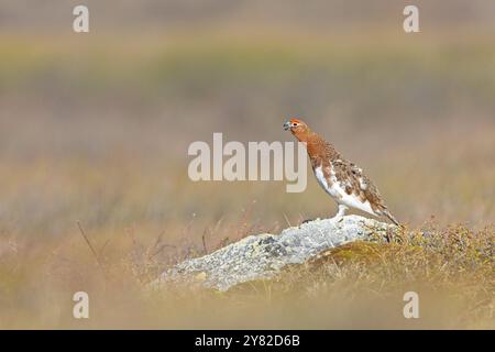 Un salice maschio ptarmigan (Lagopus lagopus) che chiama arroccato su una roccia. Foto Stock