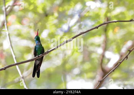 774 maschio colibrì color smeraldo cubano - Riccordia ricordii - macchiato su un albero di guanabana - Annona muricata - a Habana Vieja - città vecchia. L'Avana-Cuba. Foto Stock