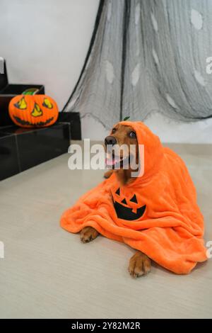 Divertente cane Golden retriever in costume di zucca ad Halloween. Trucco o dolcetto. Foto Stock