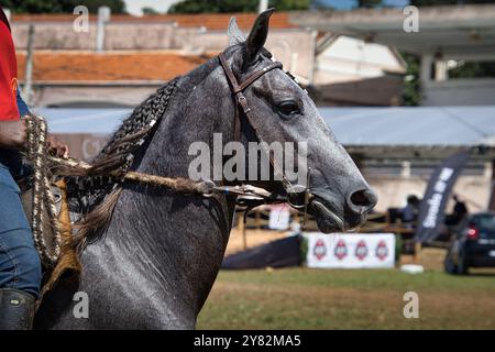 Un uomo sta cavalcando un cavallo con una criniera nera. Il cavallo sta indossando una briglia e sta correndo Foto Stock