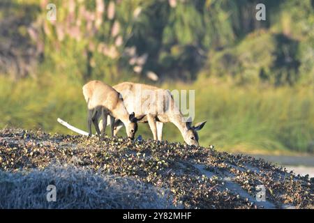 Due cervi dalla coda nera, un doe e un fawn, pascolano sulle dune durante il tramonto a Gualala Point Beach in California. Foto Stock