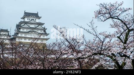 Castello di Himeji in primavera, Giappone. Heron bianco, fiori di ciliegio e cielo nuvoloso Foto Stock