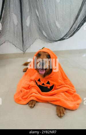 Divertente cane Golden retriever in costume di zucca ad Halloween. Trucco o dolcetto. Foto Stock